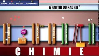 Miniature : [UE7] LA CHAÎNE RESPIRATOIRE avec animation; (oxydations phosphorylantes) avec formation D'ATP