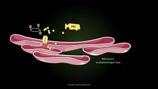 Miniature : [UE6]  Signalisation intracellulaire PASS