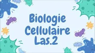 Miniature : Biologie Cellulaire L.AS2 - Article 4 : RAC1