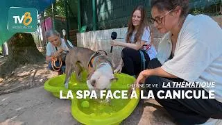 Miniature : Chienne de vie - La Spa face à la canicule