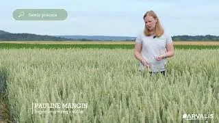 Miniature : Blé tendre : quelles variétés choisir pour les semis 2026 en Lorraine ?  - ARVALIS.fr