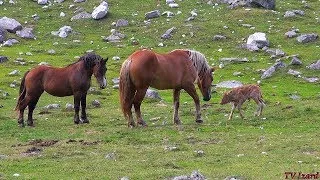 Miniature : MAUVAIS DÉPART - Vêlage anormal & SABOTAGE - Abnormal calving - Animaux d'estives - Tv Izard