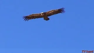 Miniature : ENVOL DE CHAROGNARDS - Flight Scavengers - Calabasse aux Oiseaux - Vautours Pyrénées - Tv Izard