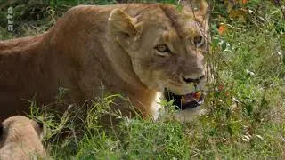 Miniature : Devenir Lion 2 :  Protéger son groupe