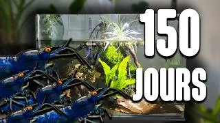 Miniature : 150 Jours pour reproduire mes crevettes !