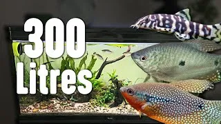 Miniature : Je réalise mon plus GRAND aquarium (300 L) !