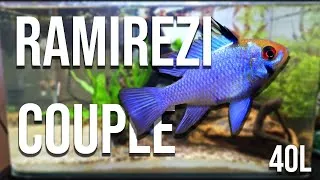 Miniature : Un couple de Ramirezi dans un 40L ?