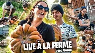 Miniature : JE VISITE LA FERME DE GORAN @le.permacultueur