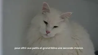 Miniature : MISSION PROTECTION Édition N°2 🐅