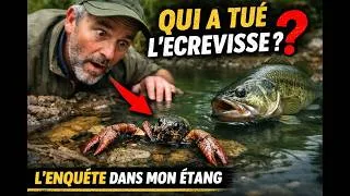 Miniature : Enquète au bord de l'eau, des écrevisses américaines faut il s'en inquiéter ?