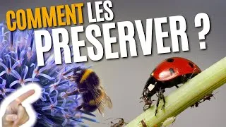Miniature : Comment et pourquoi préserver la Biodiversité au jardin?