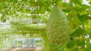 Miniature : 🍅 Une balade avec nous au Potager Extraordinaire 🌶