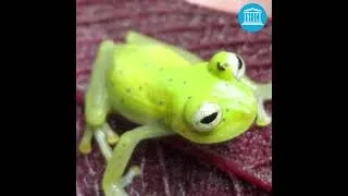 Miniature : Eduardo Brondizio: "La région amazonienne n'a jamais connu de période aussi difficile" (1/2)