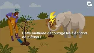 Miniature : Conflit Homme Faune