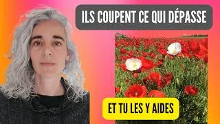 Miniature : Tall Poppy syndrome : c'est toi qui tient le ciseau ?