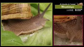 Miniature : Dissection de l'escargot