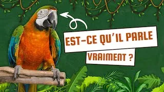 Miniature : Comment les Perroquets Reproduisent les Sons ?