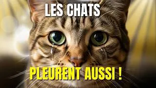 Miniature : Les chats pleurent-ils ? La science a révélé la vérité !