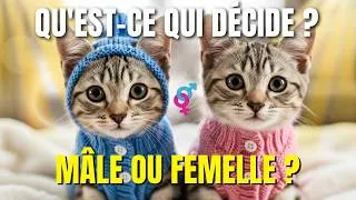 Miniature : La science a révélé : voici comment le sexe d'un chat est déterminé !