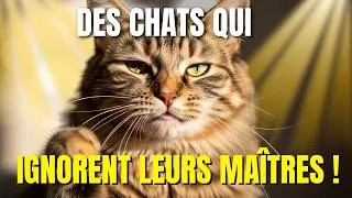 Miniature : La psychologie des chats qui ignorent leurs maîtres
