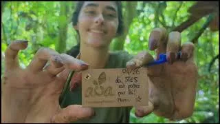 Miniature : Restaurer la forêt polynésienne : le projet des étudiants STES de l’UPF avec AOA Polynesian Forest