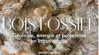 Miniature : Le Bois Fossile - Géologie, énergie et vertus en lithothérapie
