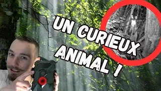 Miniature : Un animal étonnant filmée par ma caméra dans la forêt !