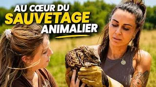 Miniature : AU COEUR DE LA FAUNE SAUVAGE _ Sauvetage en direct 😮