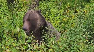 Miniature : Grizzli (Ursus arctos horribilis) près des lacs de Kananaskis (Canada 2025)