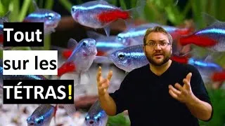 Miniature : Les Tétras (TOUT SAVOIR!) Un des meilleurs poissons des aquariums communautaires!