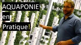 Miniature : AQUAPONIE à l'école (AQUARIUM + PLANTES) On revisite un projet antérieur!