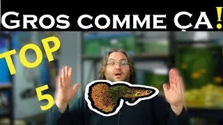 Miniature : Les histoires de pêche de l'aquariophilie (MYTHES et Réalités)