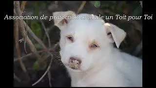 Miniature : Hommage aux chiens de Djerba 2022