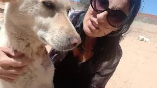 Miniature : Remerciements suite aux massacres des chiens à Djerba