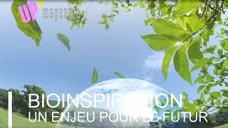 Miniature : Biomimétisme  Kalina Raskin