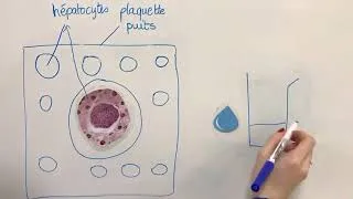 Miniature : L'efficacité des jonctions communicantes