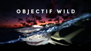 Miniature : Objectif Wild - Face à face avec les requins