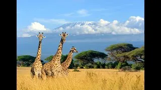 Miniature : Musique de relaxation, Safari en Afrique - Relaxation music, Safari in Africa #148