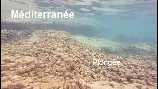 Miniature : Plongée : Prêt pour une partie de pêche en mer méditerranée ? Un filet ? Amateurs de pêche ?