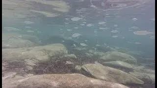 Miniature : Baignade Plongée avec les poissons en méditerranée – La vie sous l’eau – Fonds marins