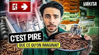 Miniature : Ynsect : aux origines d'une débâcle industrielle (épisode 2)
