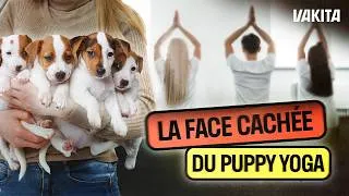 Miniature : Puppy Yoga : ce que vous ne verrez jamais sur Instagram