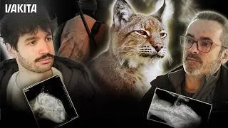 Miniature : Qui en veut aux derniers lynx de France ? 48h pour enquêter