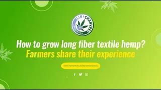 Miniature : How to grow long fiber textile hemp ? Farmers share their experience
