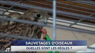 Miniature : Le Journal - 17/07/2026 - BIODIVERSITÉ / Canicule et sauvetage d'oiseaux : quelles sont les règles