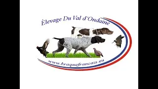 Miniature : Chasse à La Bécasse aux Braque Français Du Val D'Ondiane