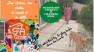 Miniature : Les chiens, les chats, la covid et la SPA...