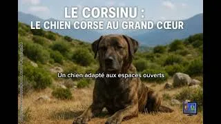 Miniature : Le Cursinu, le chien corse au grand cœur