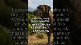 Miniature : Le Cursinu ( Corsinu ) , le chien corse au grand cœur