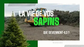 Miniature : La vie de vos sapins - Que deviennent ils ?